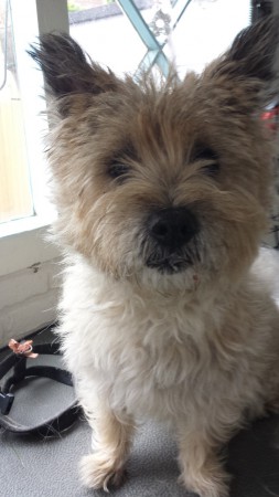 bailey wordt geplukt