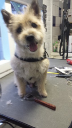 bailey mag eindelijk naar huis