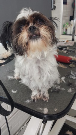 puck  word kort geschoren