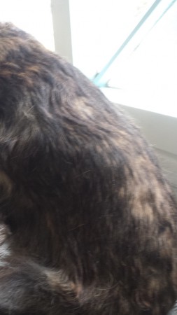 plons word zoveel mogelijk geplukt